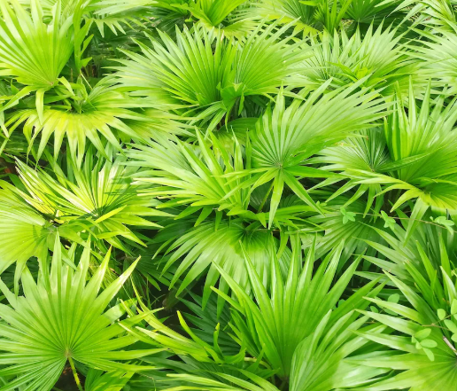 Saw Palmetto