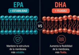 EPA + DHA